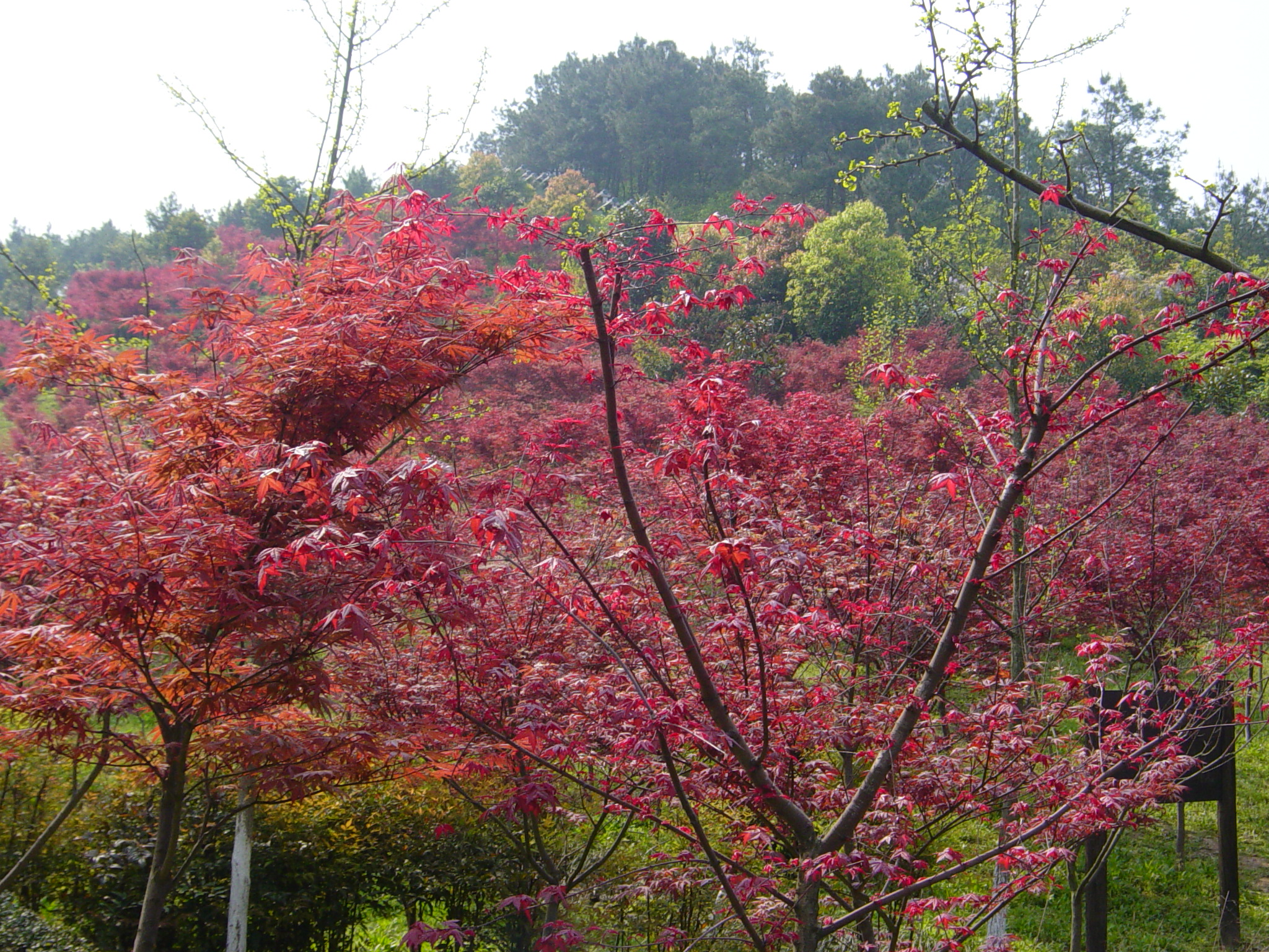 DSC00015.JPG