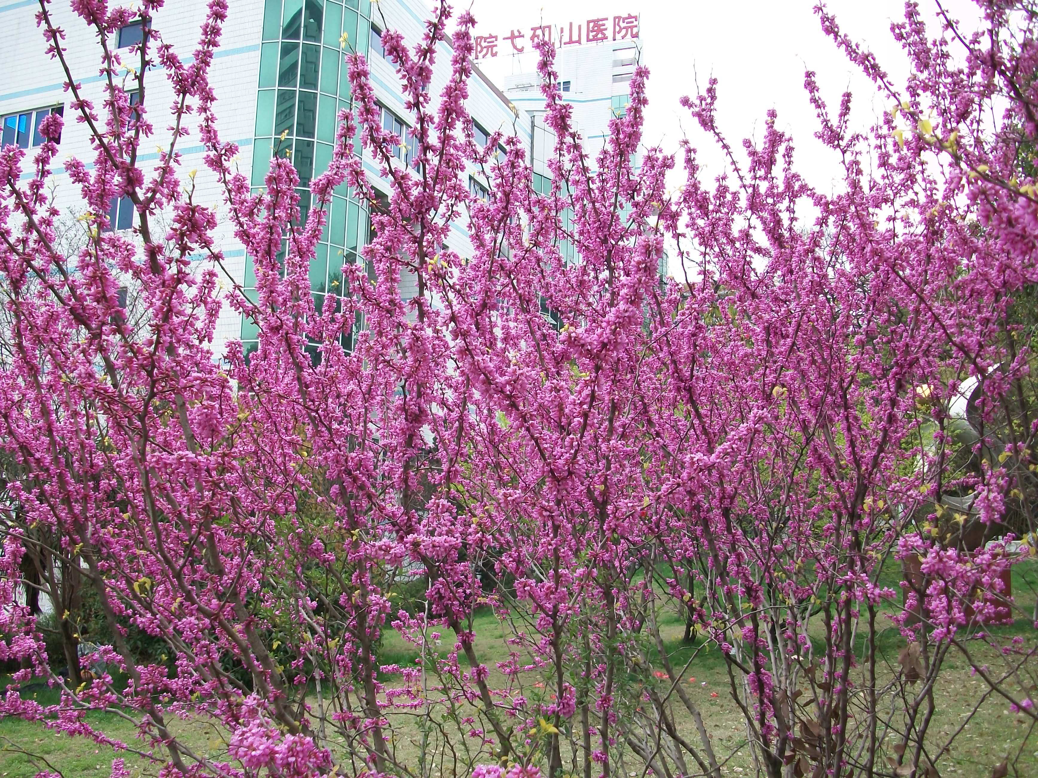 院在花中.JPG