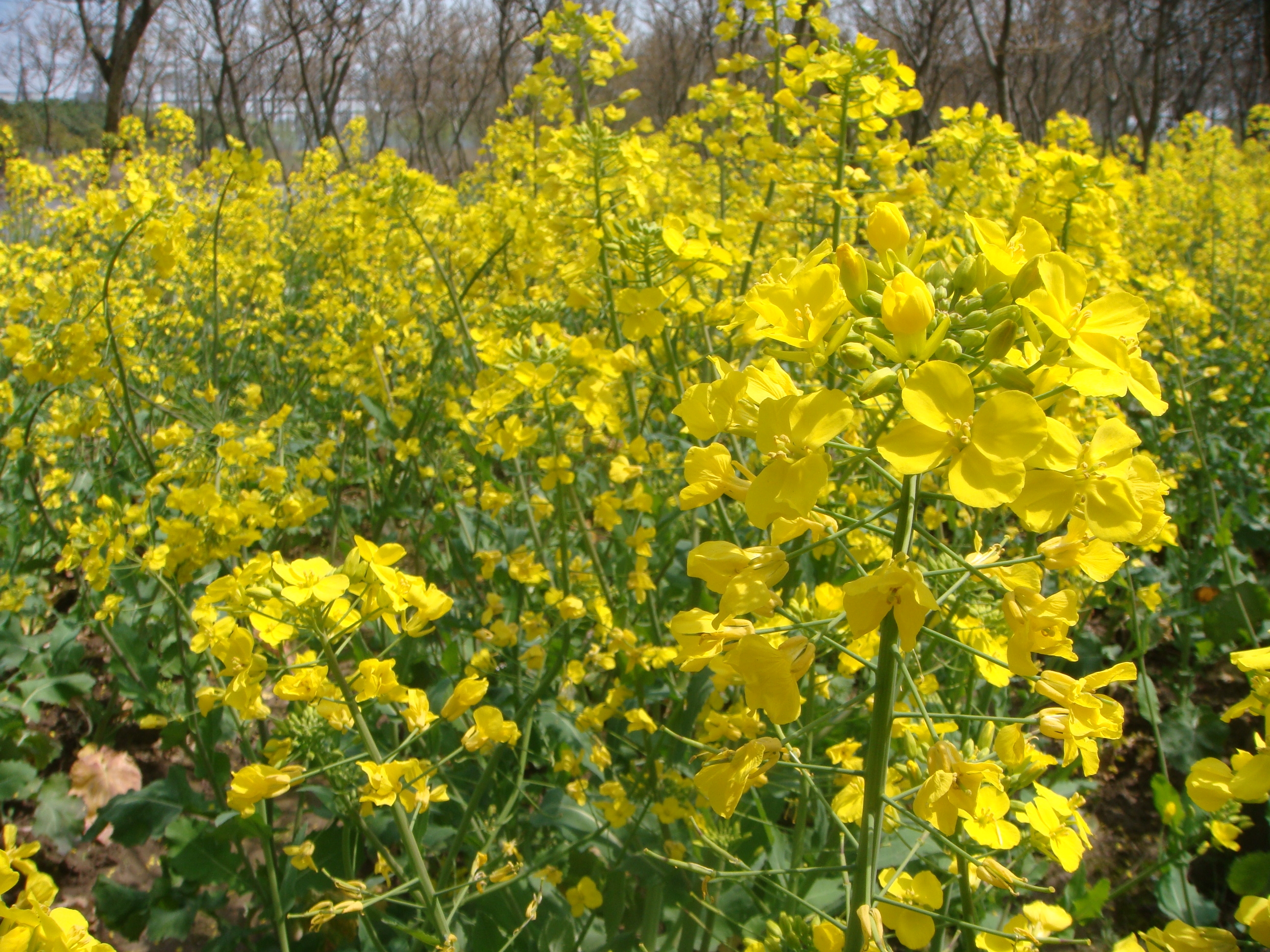 家鄉的油菜花.JPG