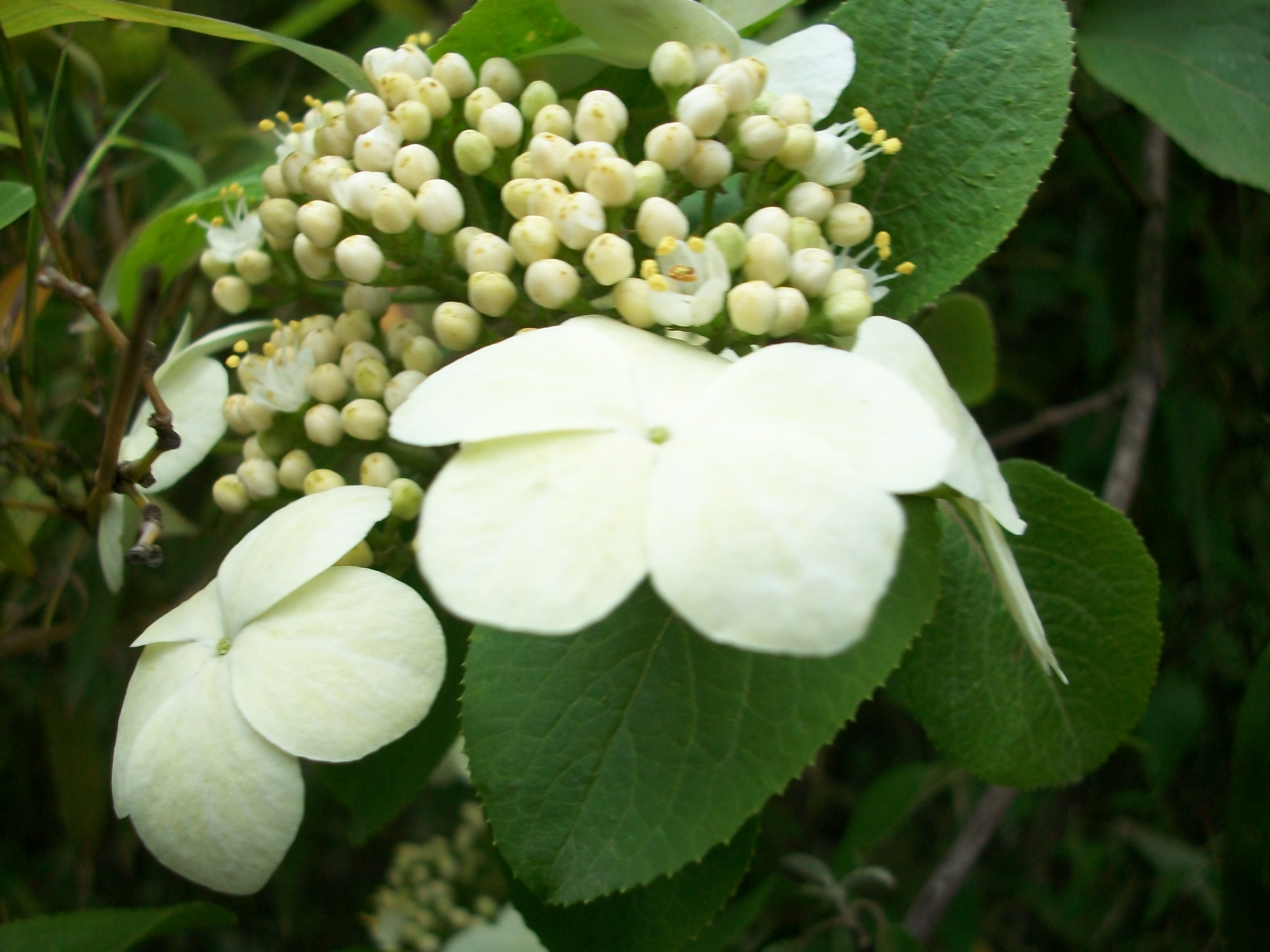 100_1441刘镛家奇花.JPG