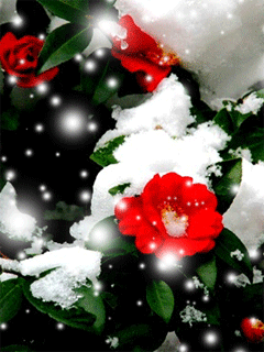 鲜　花.gif