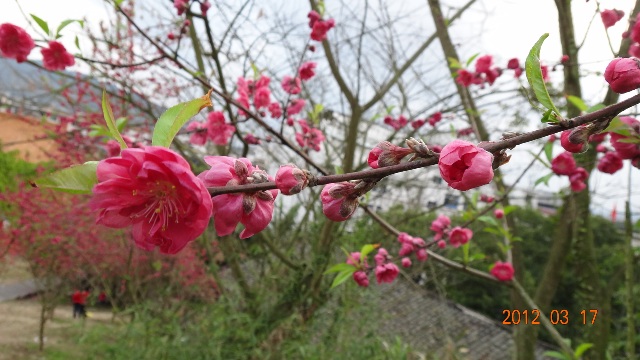 桃花1.JPG