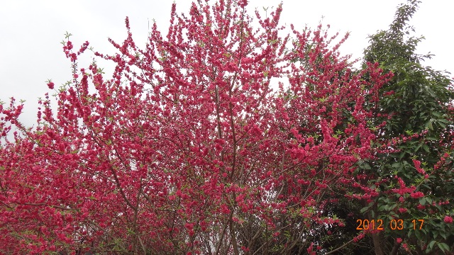桃花3.JPG