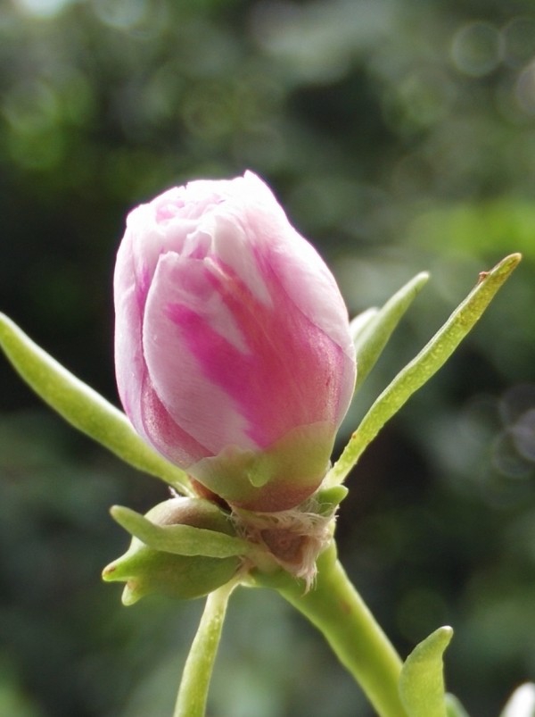 太阳花花1.jpg