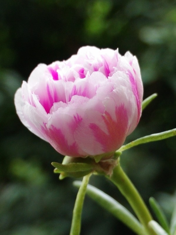 太阳花花3.jpg