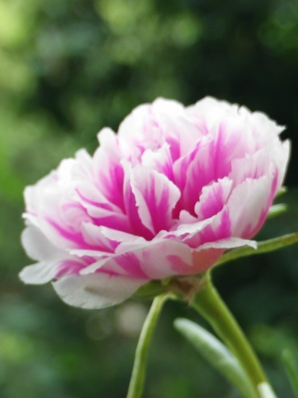 太阳花花4.jpg