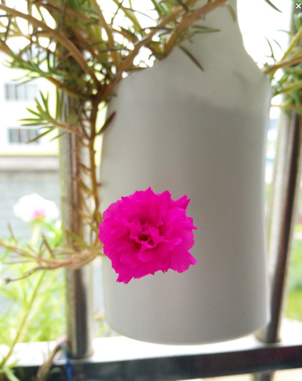 太阳花11.jpg