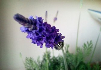 熏衣草.jpg