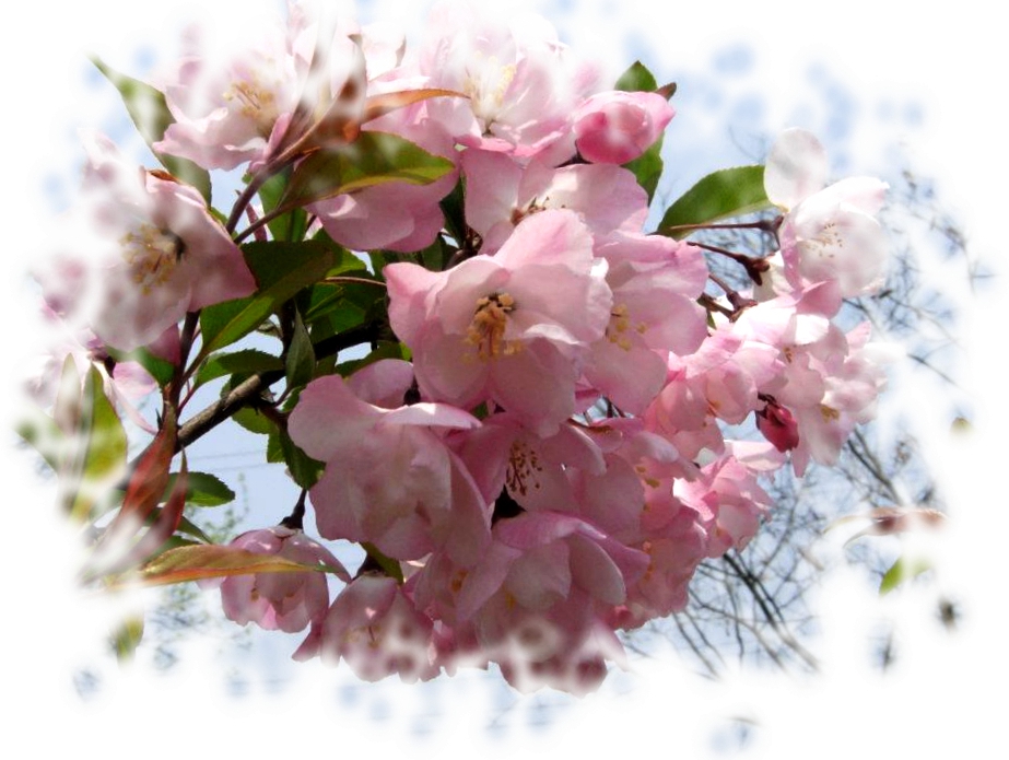樱花.JPG