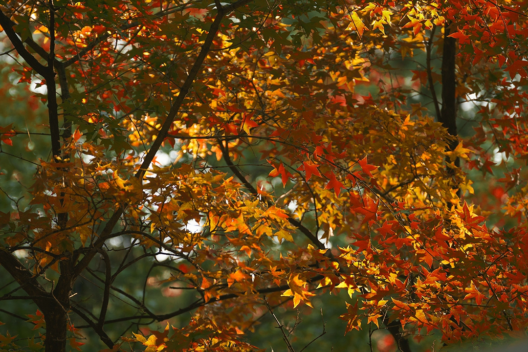 DSC04418c.jpg