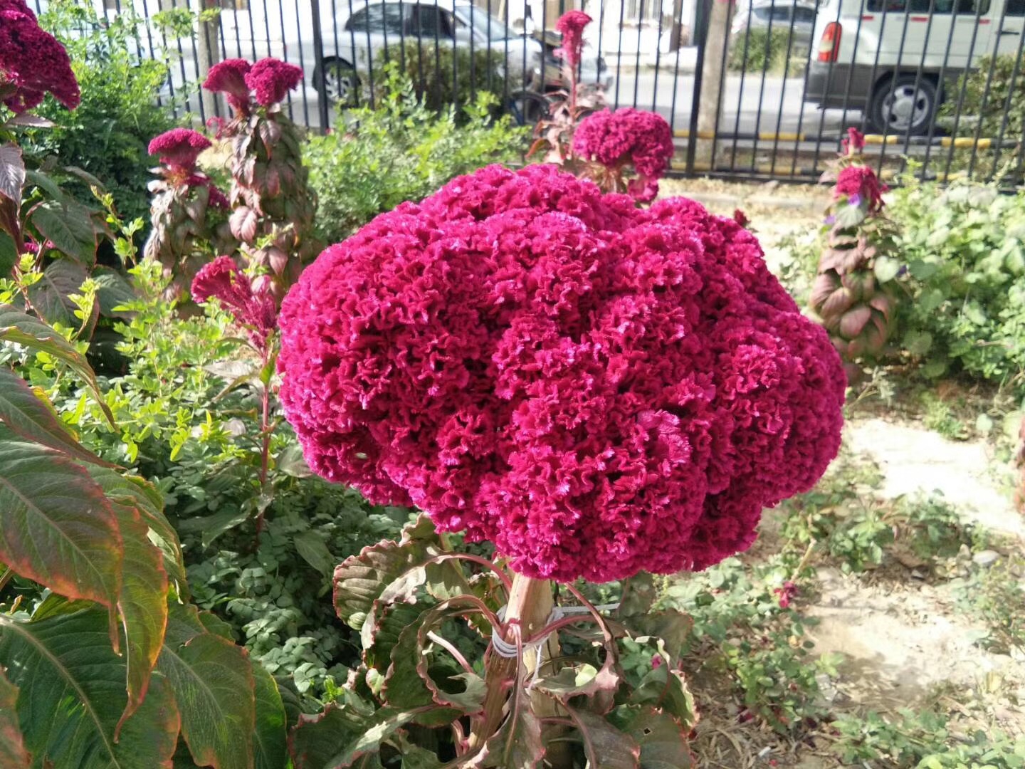红花2.JPG