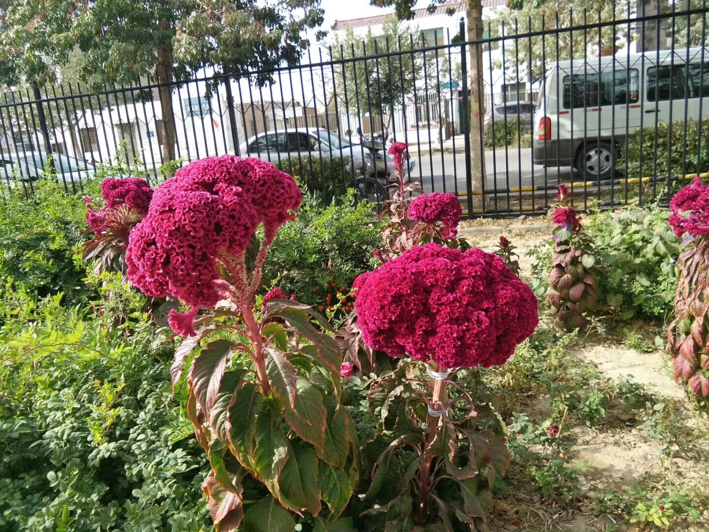 红花4.JPG