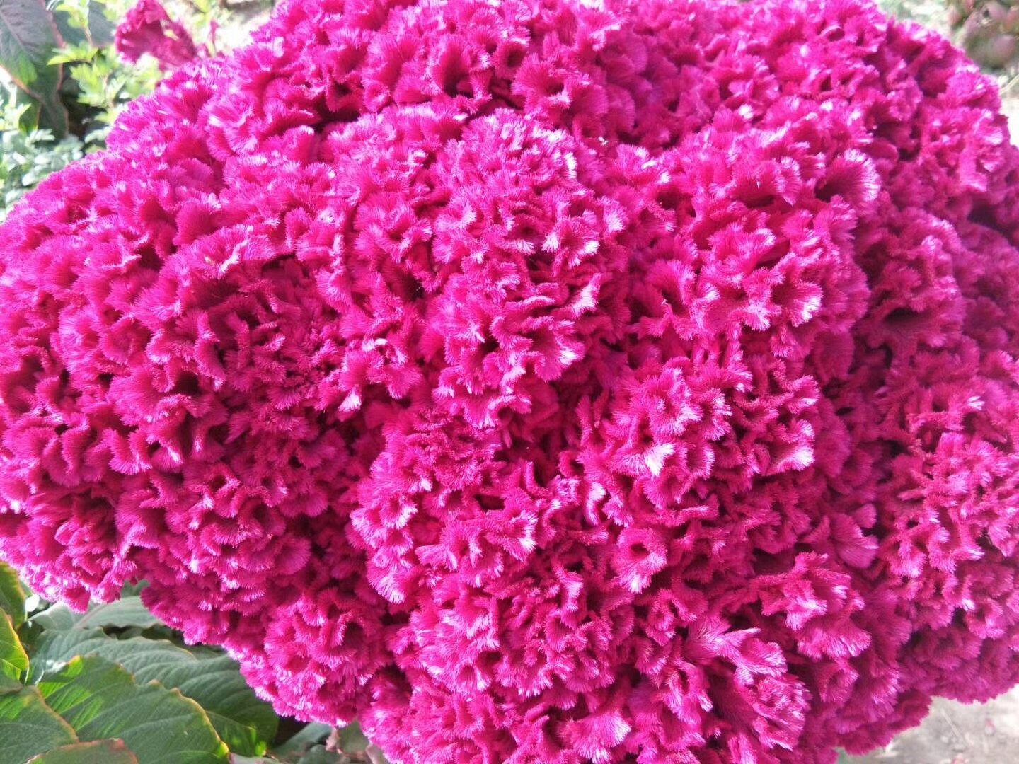 红花5.JPG