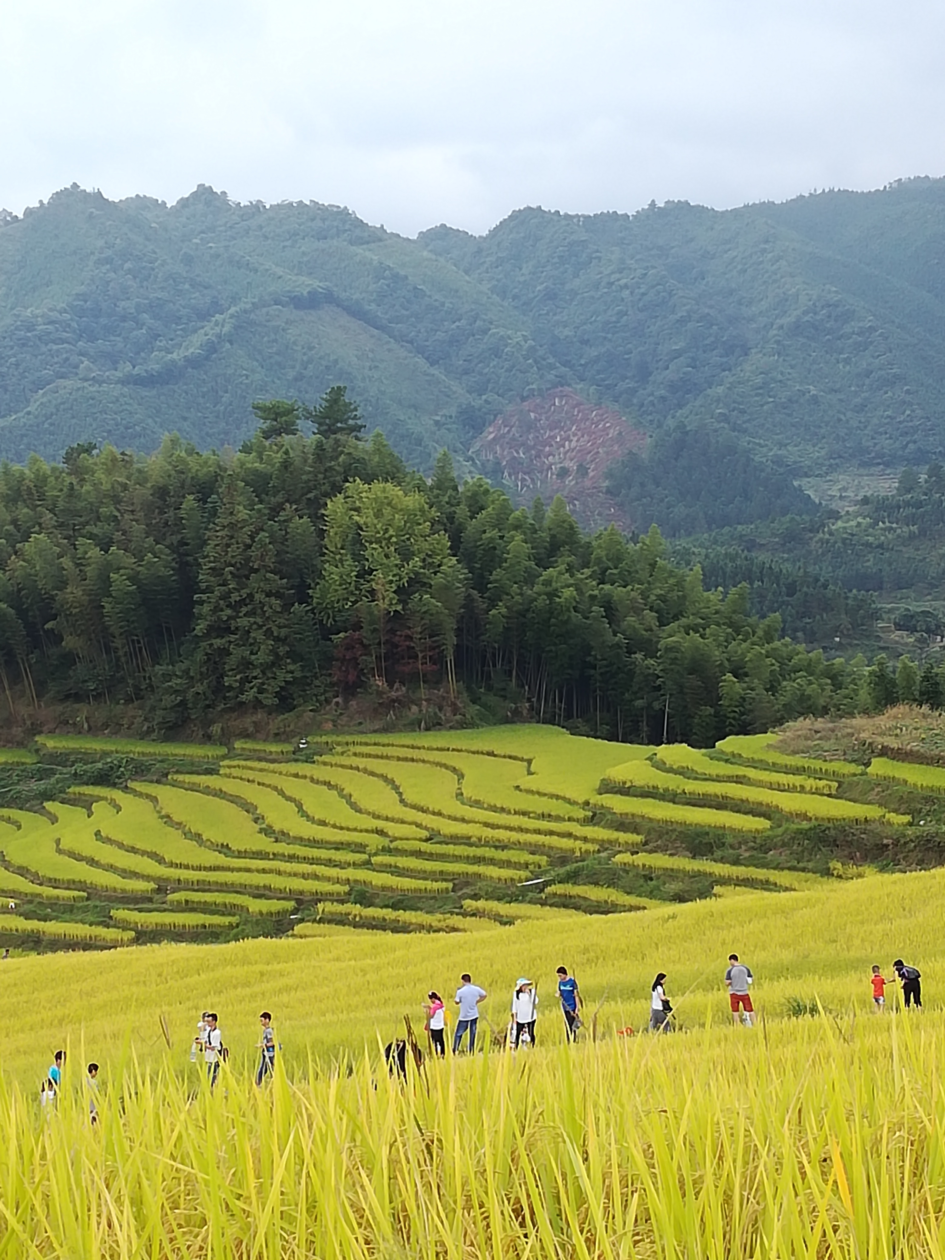 金黄稻田