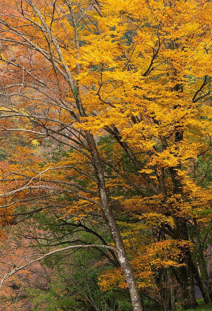 _DSC7289a.jpg