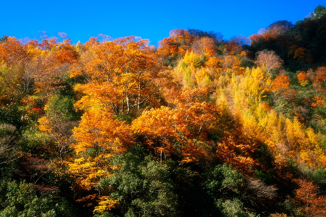 _DSC7393a.jpg