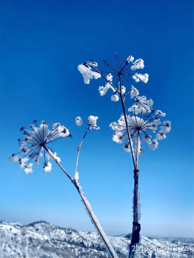 雪景.JPG