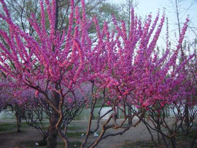 樱花１.jpg