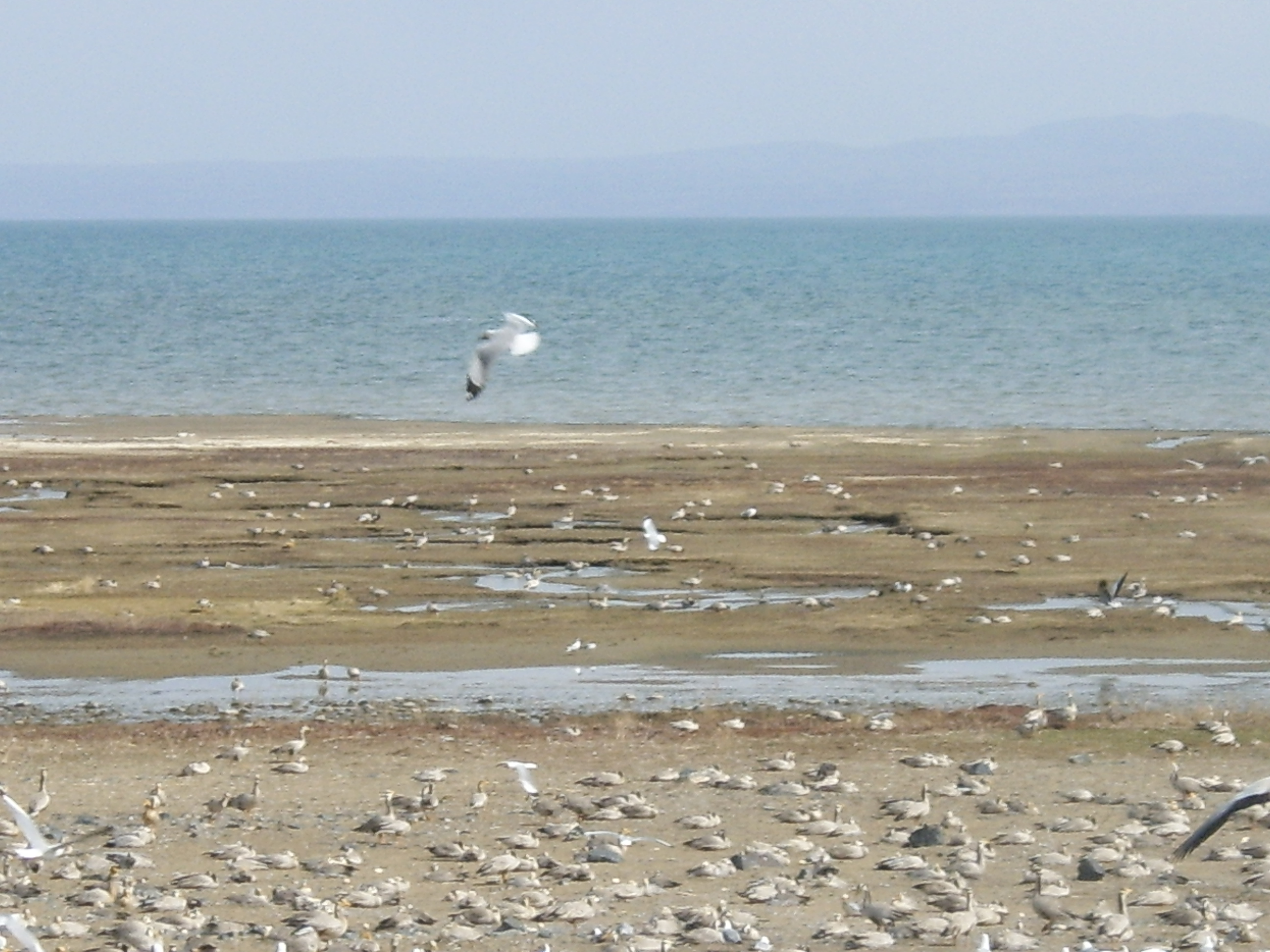 青海湖 064.jpg