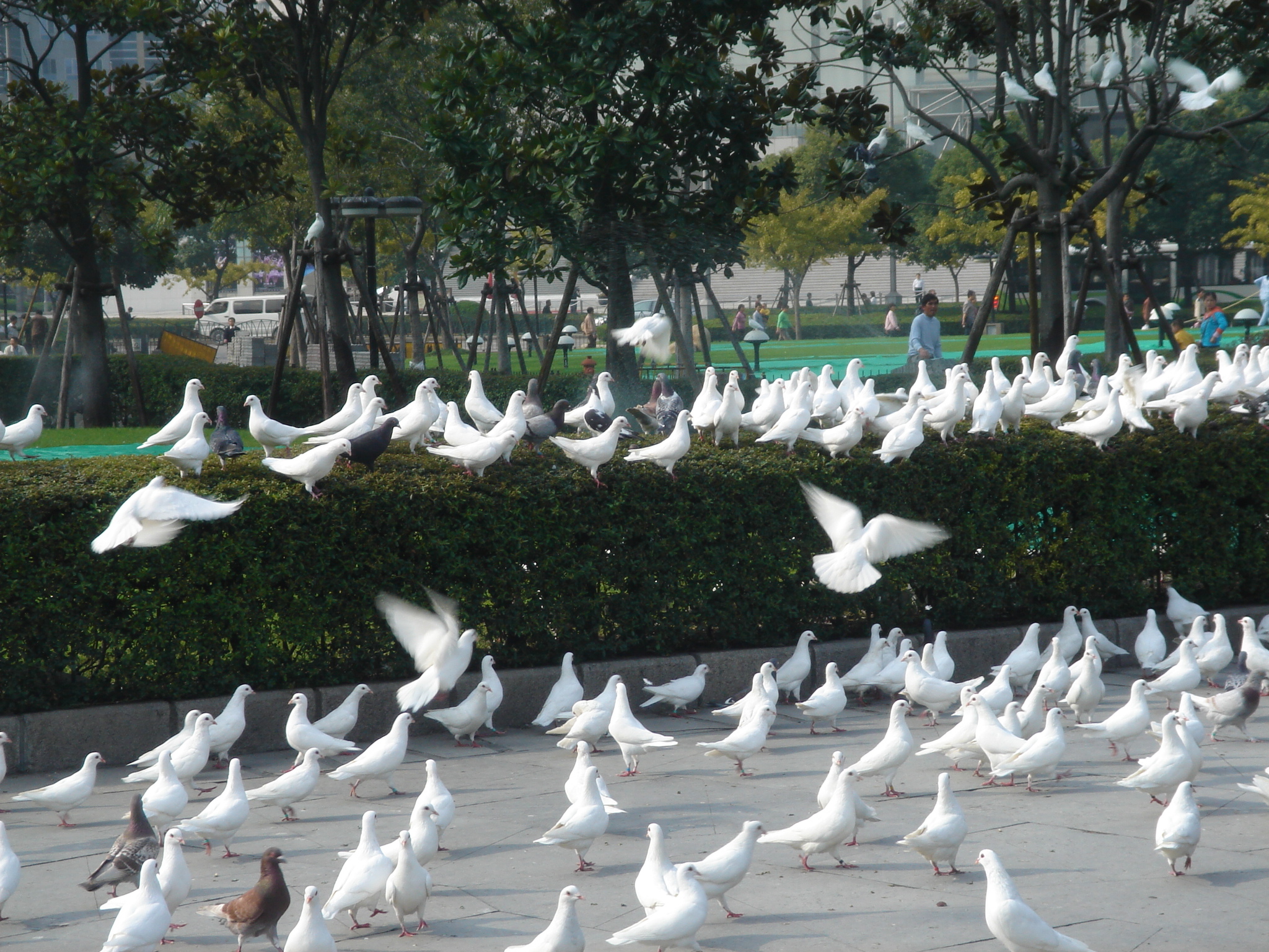 鸽会.jpg